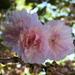 PINK cherry blossom bokeh by homeschoolmom