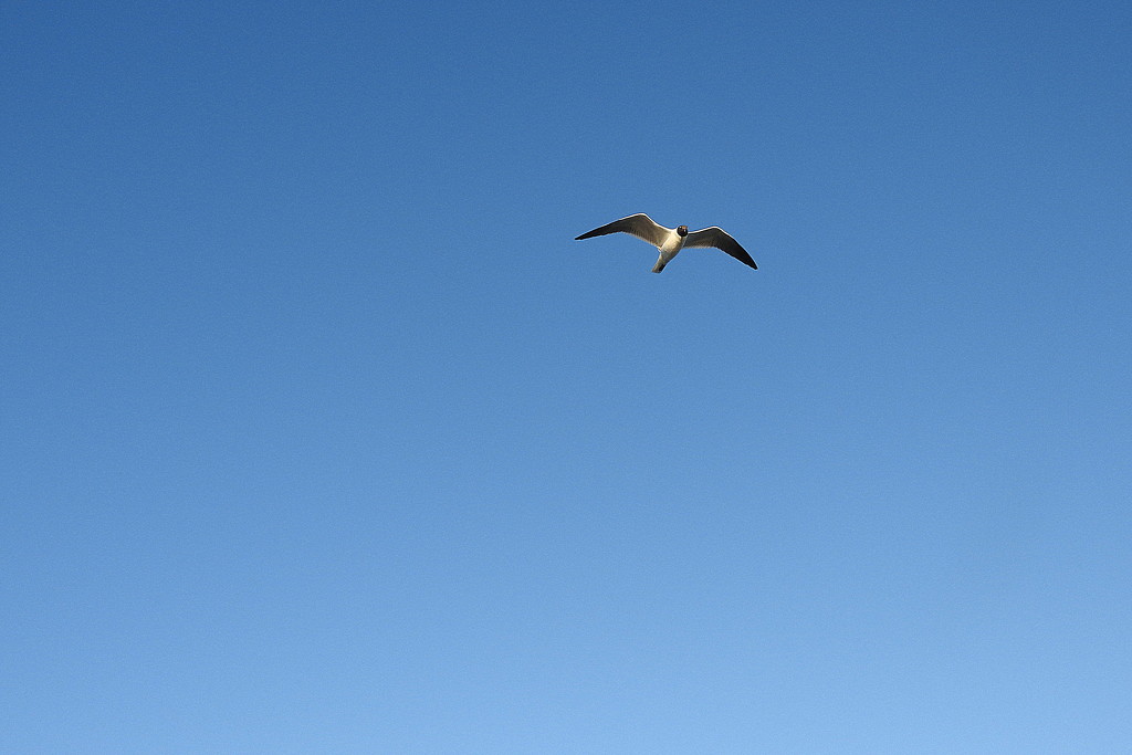 Tern flying by homeschoolmom
