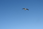 20th Dec 2016 - Tern flying