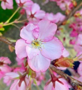 3rd Apr 2017 - Cherry blossom 