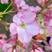 Cherry blossom  by 365projectdrewpdavies