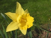 3rd Apr 2017 - Just a daffodil for today.