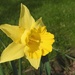 Just a daffodil for today. by roachling