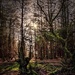 Roddlesworth Wood. by gamelee