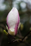 5th Apr 2017 - magnolia bud