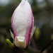 magnolia bud by callymazoo