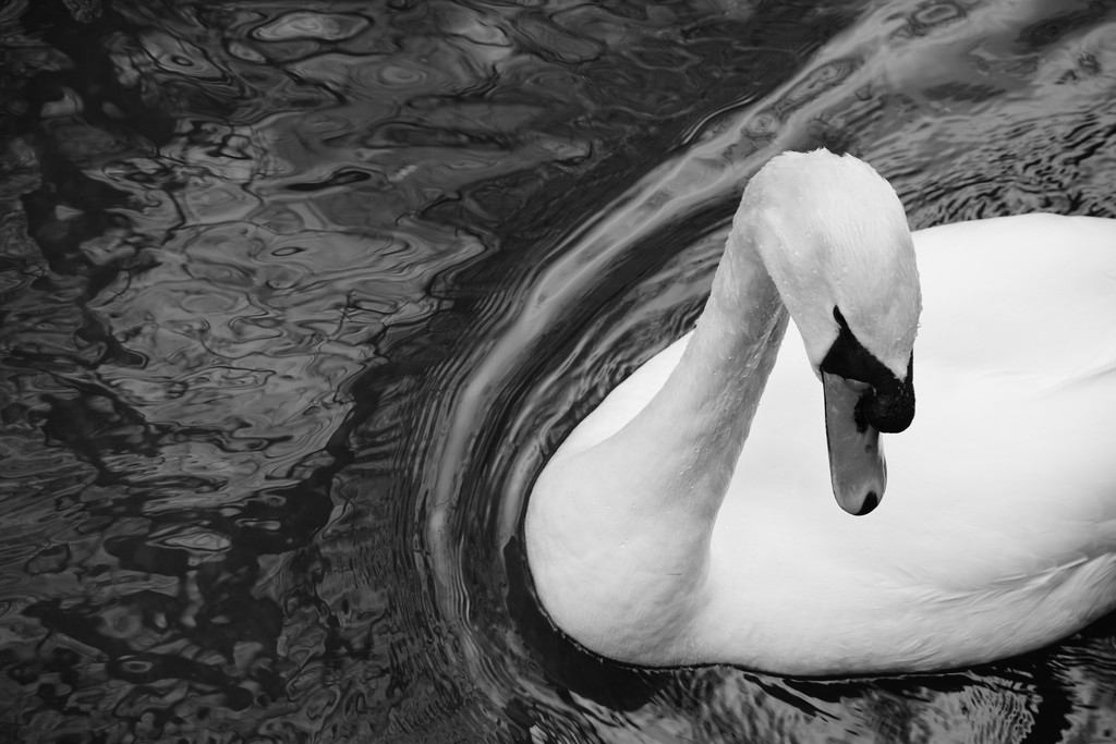 swan in a whirl by quietpurplehaze