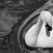 swan in a whirl by quietpurplehaze