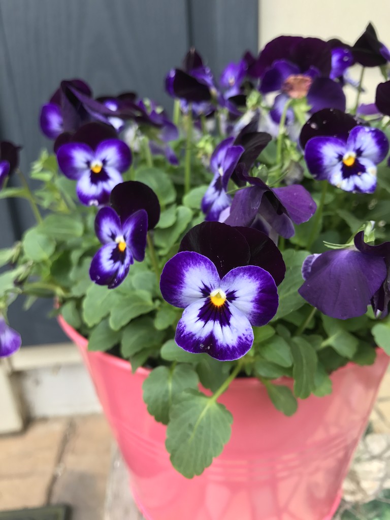 Happy-faced Pansies  by beckyk365