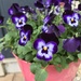 Happy-faced Pansies  by beckyk365