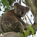 rain rain go away by koalagardens