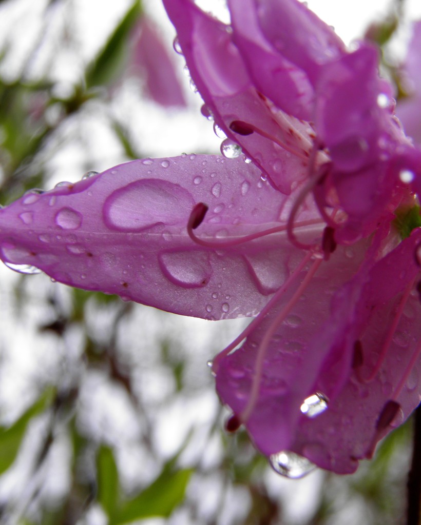 Drenched Azalea by daisymiller