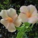 Beautiful Allamanda Flower ~ by happysnaps