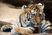 3rd Apr 2017 - Tiger Cub At 6 Months