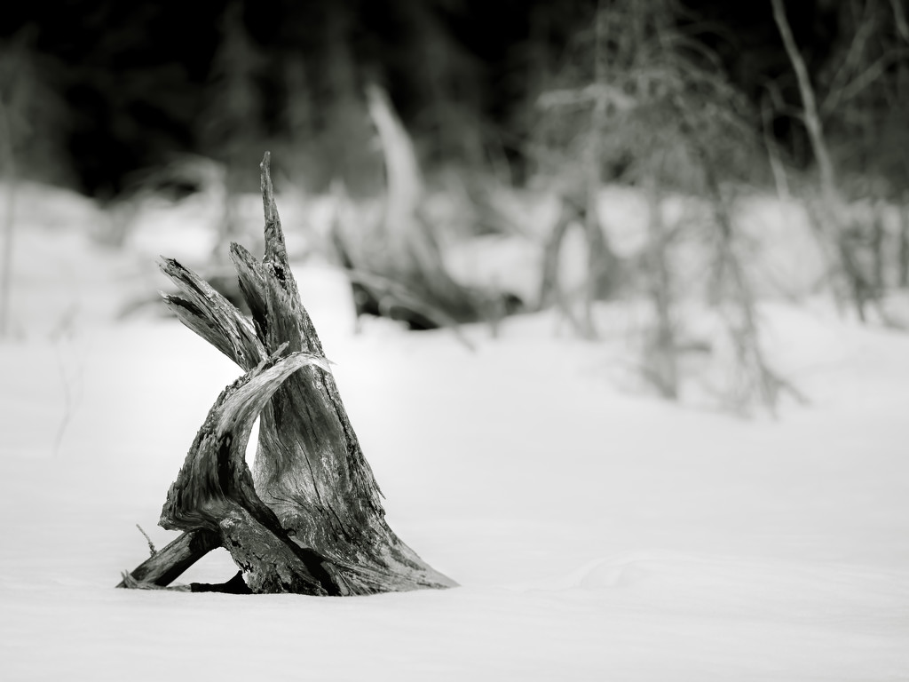 stumped by northy