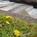 Dandelion Falls by granagringa