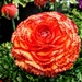 Ranunculus flower by caitnessa