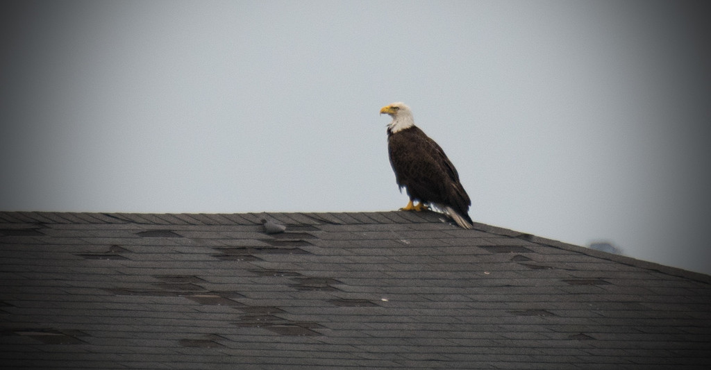 Bald Eagle on the Rooftop! by rickster549