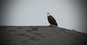 3rd Apr 2017 - Bald Eagle on the Rooftop!