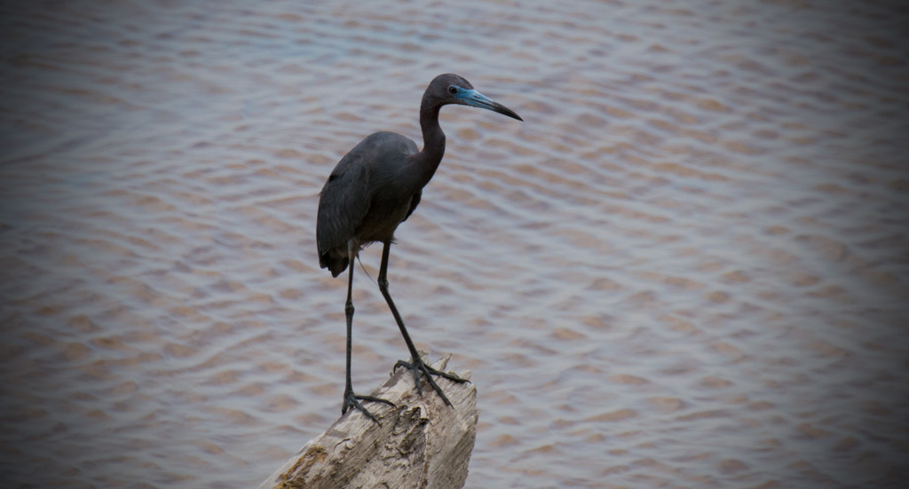 Little Blue Heron Out of the Water! by rickster549