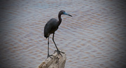 3rd Apr 2017 - Little Blue Heron Out of the Water!