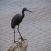 Little Blue Heron Out of the Water! by rickster549