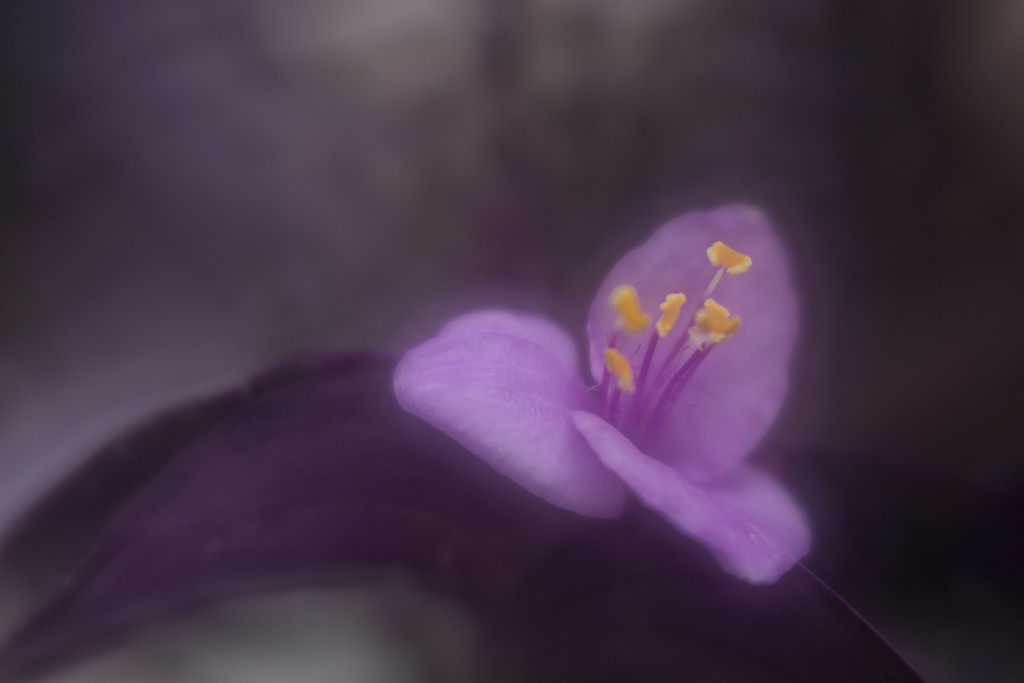 Sweetest Purple Flower by pdulis