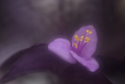 3rd Apr 2017 - Sweetest Purple Flower