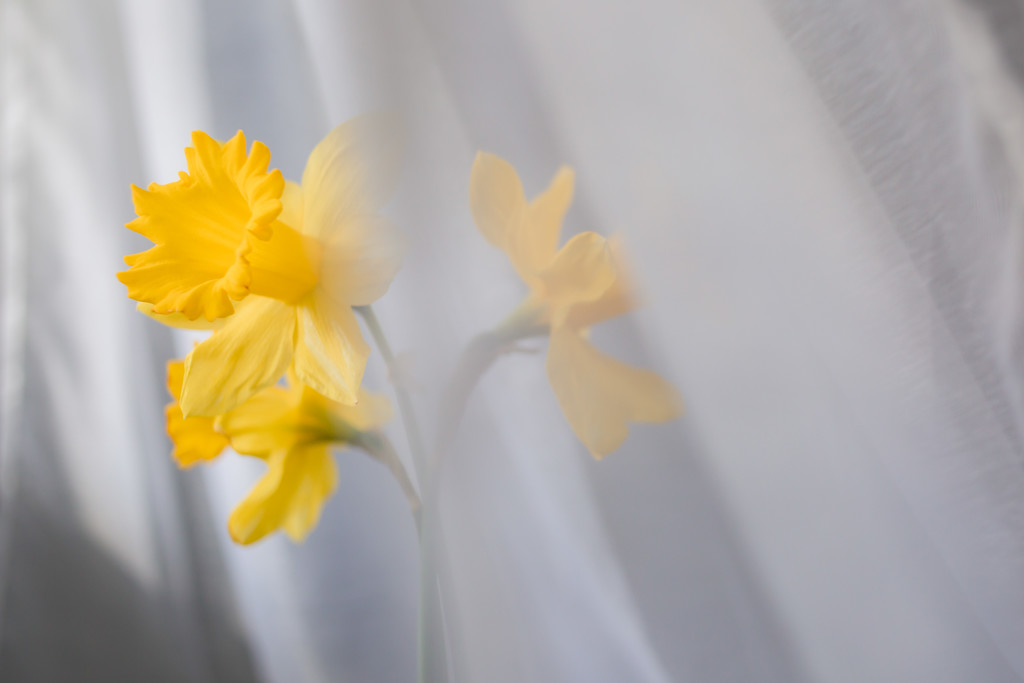Daffodils by tina_mac