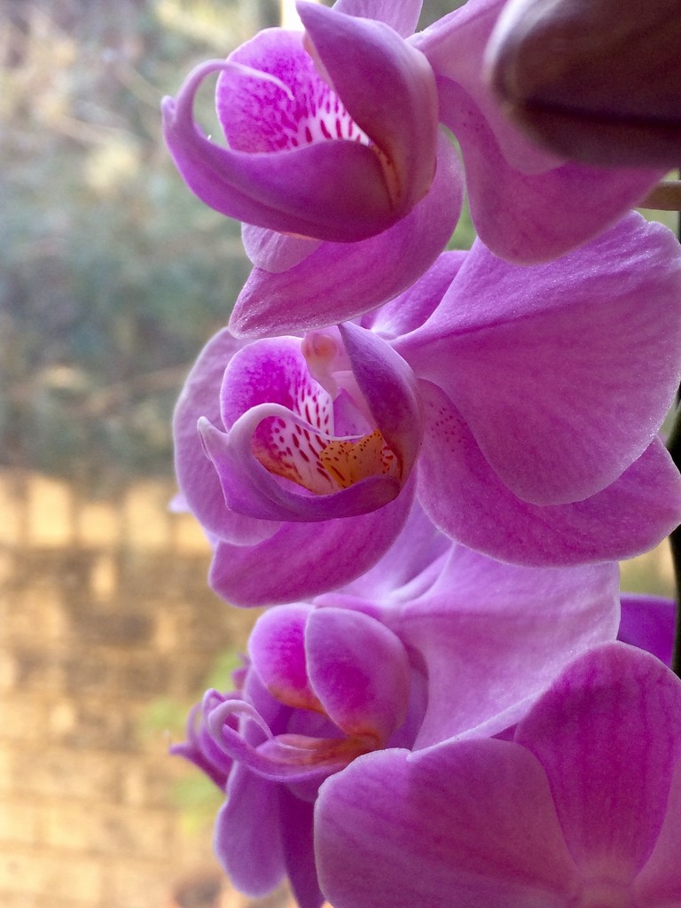 Tiny Orchid by narayani