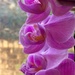 Tiny Orchid by narayani