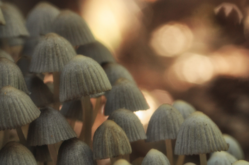 fungi by kali66