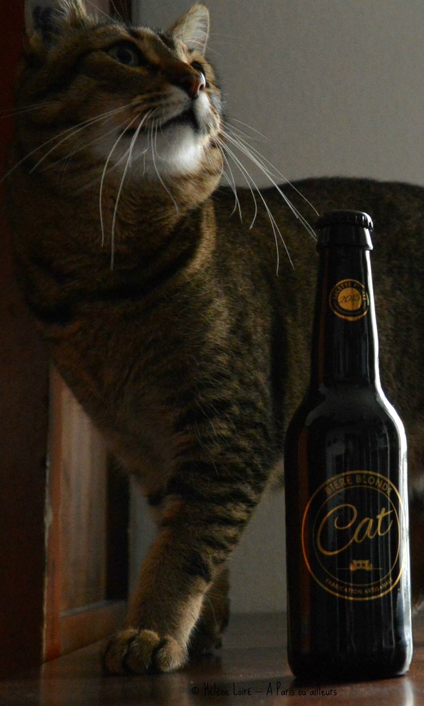 Beer Cat  by parisouailleurs