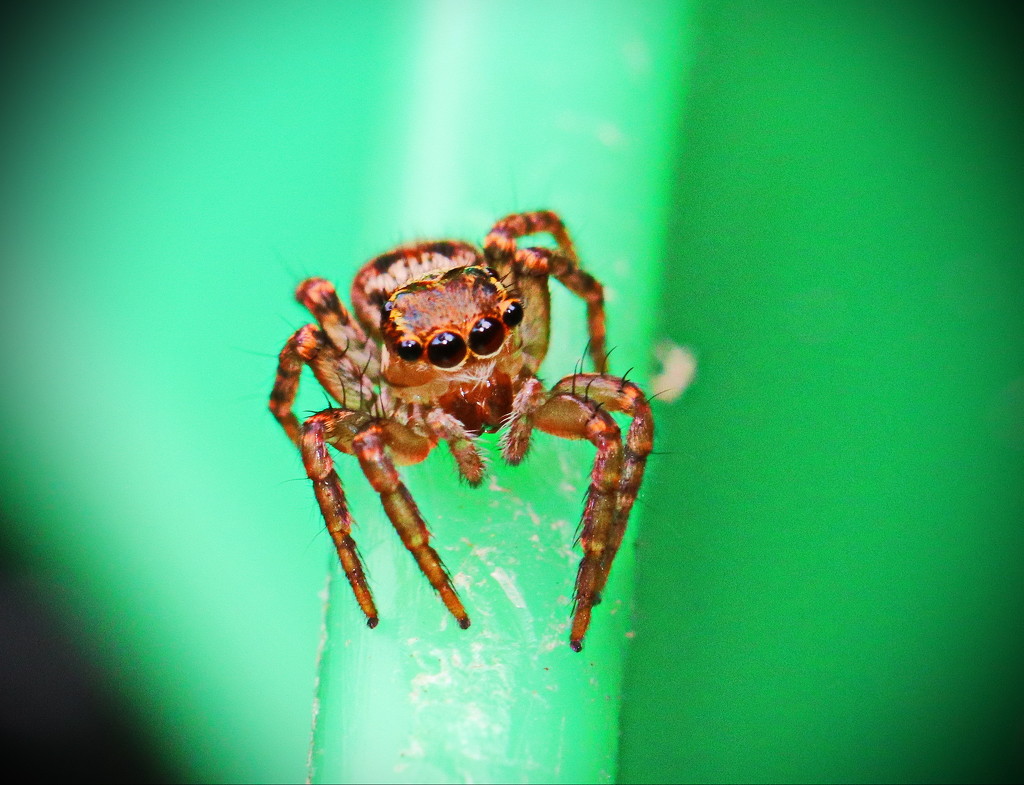 Jumping Spider - of Some Sort by terryliv