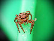 4th Apr 2017 - Jumping Spider - of Some Sort