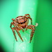 Jumping Spider - of Some Sort by terryliv