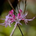 Wild azaleas by congaree