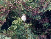 31st Mar 2017 -  Tree Sparrow 