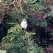  Tree Sparrow  by susiemc