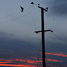 Crows at sunset by jon_lip