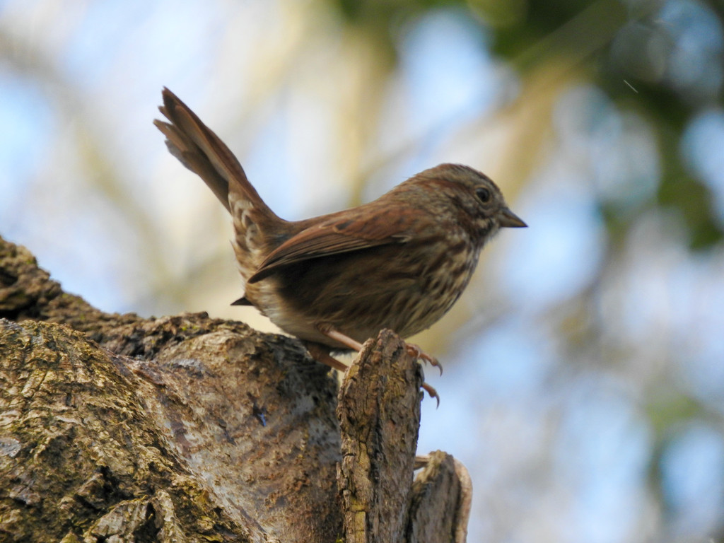 Sweet Sparrow by seattlite