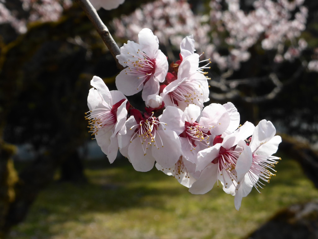Cherry  Blossom by kjarn