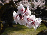 4th Apr 2017 - Cherry  Blossom