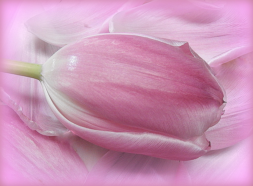 PINK tulip by homeschoolmom