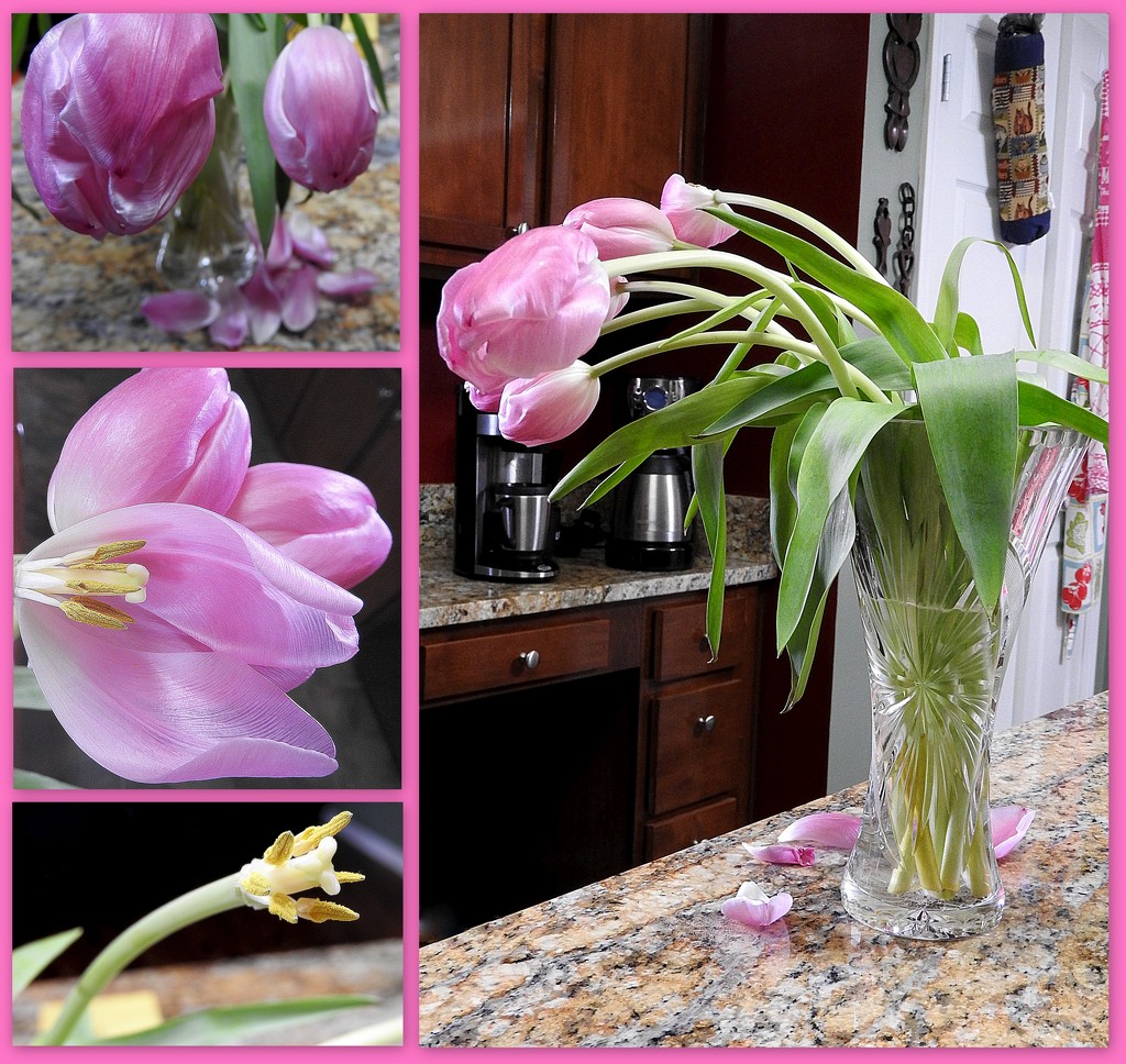 My Pink tulips grow old gracefully by homeschoolmom