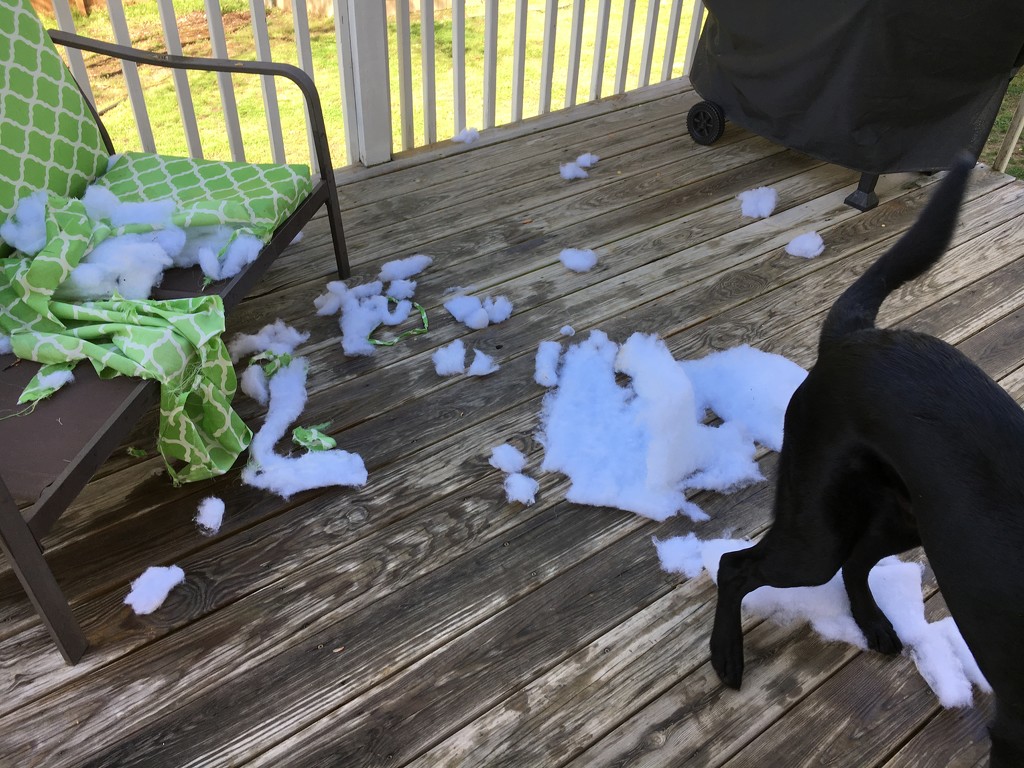 Lotto destroying the neighbor's patio cushions by graceratliff