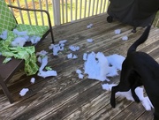 4th Apr 2017 - Lotto destroying the neighbor's patio cushions