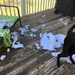 Lotto destroying the neighbor's patio cushions by graceratliff