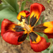 Early tulips by cherrymartina