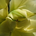 DSCN0944 tulip by marijbar